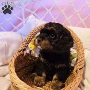 Bently, Cavapoo Puppy